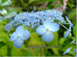 Blue Note (H. serrata)