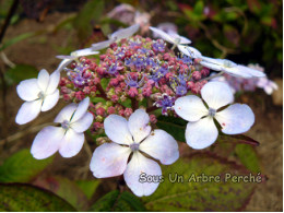 Curtis Legacy (H. serrata)