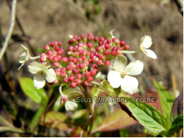 Dwarf White (H. serrata)