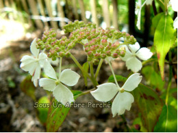 Fuji Nadeshiko (H. serrata)