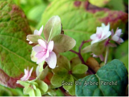 Iyo-no-izumi (H. serrata)