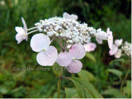 Iyo-no-sakazuki (H. serrata)