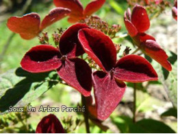 Kurenai (H. serrata)