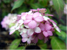 Maiko (H. serrata)