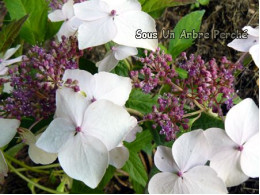 Odoriko Amacha (H. serrata)