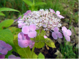 Oniji (H. serrata)