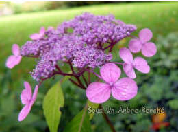 Shikobai (H. serrata)