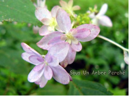 Tsurugi-no-mai (H. serrata)