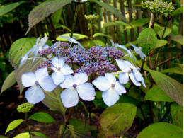 Akabana Yama (H. serrata)