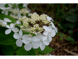 Awa Shiro (H. serrata)