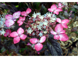 Beni-tsurugi (H. serrata)