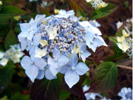 Blue Deckle (H. serrata)