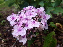 Bungo Temari (H. serrata)