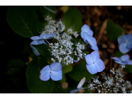 Chisi (H. serrata)