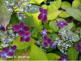 Deep Purple (H. serrata)