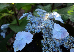 Elisabeth (H. serrata)