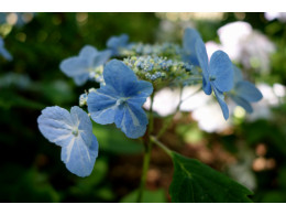 Ezo Shibori (H. serrata)