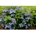 Forget Me Not (H. serrata)