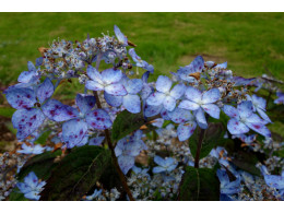 Forget Me Not (H. serrata)