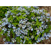 Forget Me Not (H. serrata)