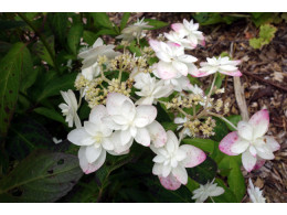 Hakucho (H. serrata)