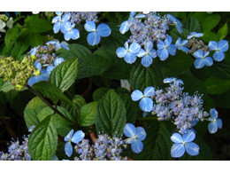 Higo Shibori (H. serrata)