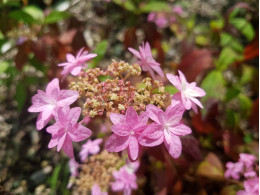 Hoshizaki Ezo (H. serrata)