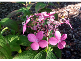 Hyuga Beni (H. serrata)