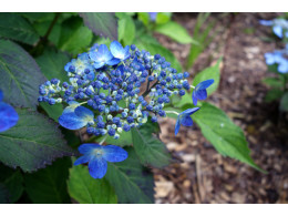 Kaikyo (H. serrata)