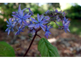 Kuju-no-hanabi (H. serrata)