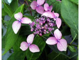 Mariko (H. serrata)