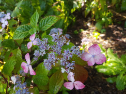 Miyabi (H. serrata)