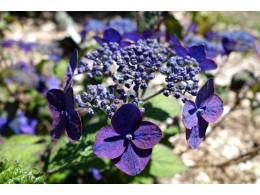 Nou Murasaki (H. serrata)