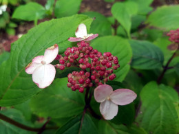 Osukawa Beni (H. serrata)