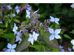 Otsu Hime (H. serrata)