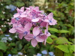 Shirobe Temari (H. serrata)