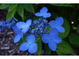 Suzuka (H. serrata)