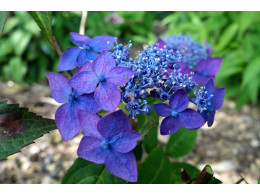 Hydrangea serrata