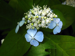 Yosakoi odori (H. serrata)