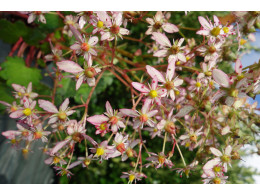 Saxifraga fortunei var. incisolobata 'Hécube' 