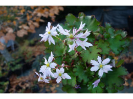 Saxifraga fortunei var. incisolobata 'Héra' 