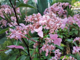 Cardiandra x 'Artemise'