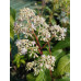 Cardiandra x 'Agrippine'