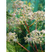 Cardiandra x 'Agrippine'