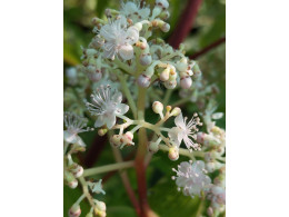 Cardiandra x 'Agrippine'