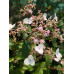 Cardiandra moellendorfii 'Oenone' Cardiandra moellendorfii 'Oenone'