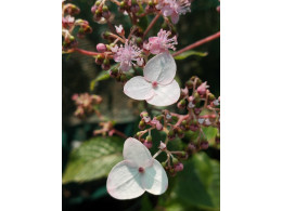Cardiandra moellendorfii 'Oenone'
