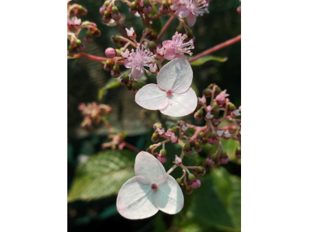 Cardiandra moellendorfii 'Oenone' Cardiandra moellendorfii 'Oenone'