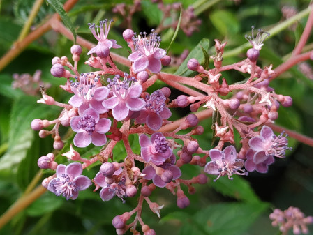 Cardiandra x 'Iphigénie' Cardiandra x 'Iphigénie'