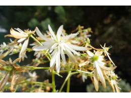 Saxifraga fortunei var. incisolobata 'Janus' 